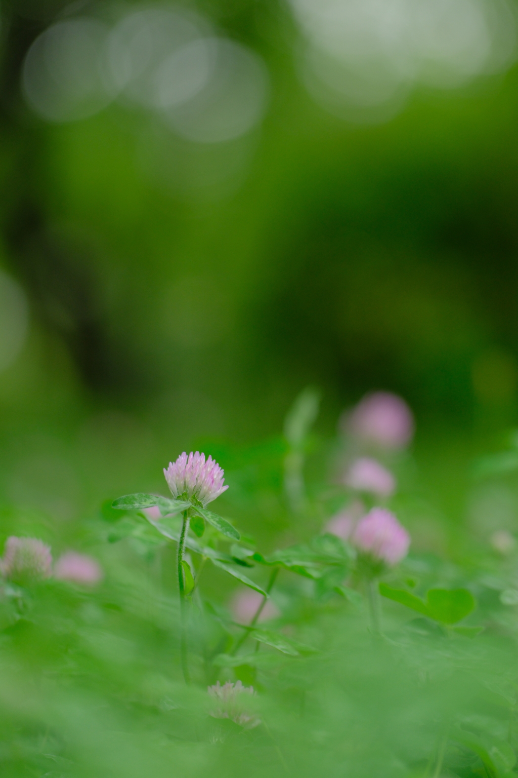 初夏の野辺