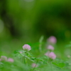 初夏の野辺