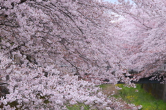 桜並木