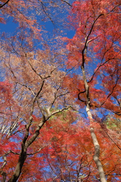 見上げた秋Ⅳ