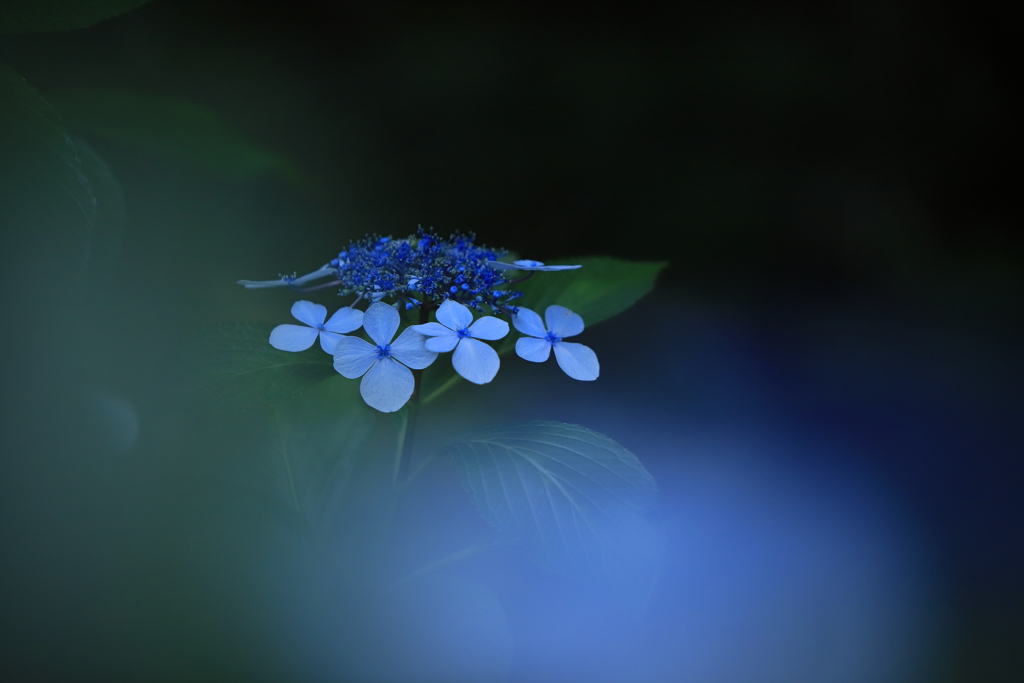 紫陽花