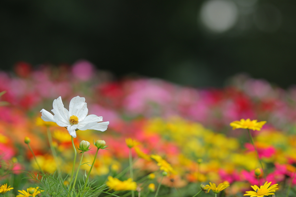 花宝石箱