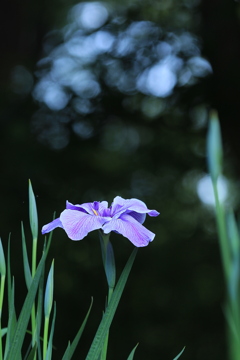 タマボケ仰ぐ花菖蒲