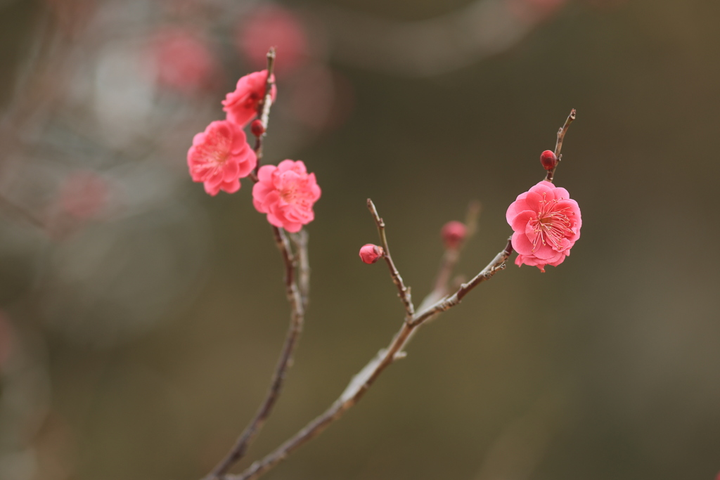 春への兆し