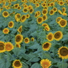 夏の顔