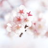 花見