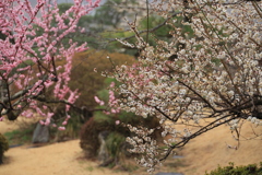 観梅