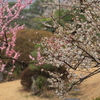 観梅