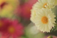 菊