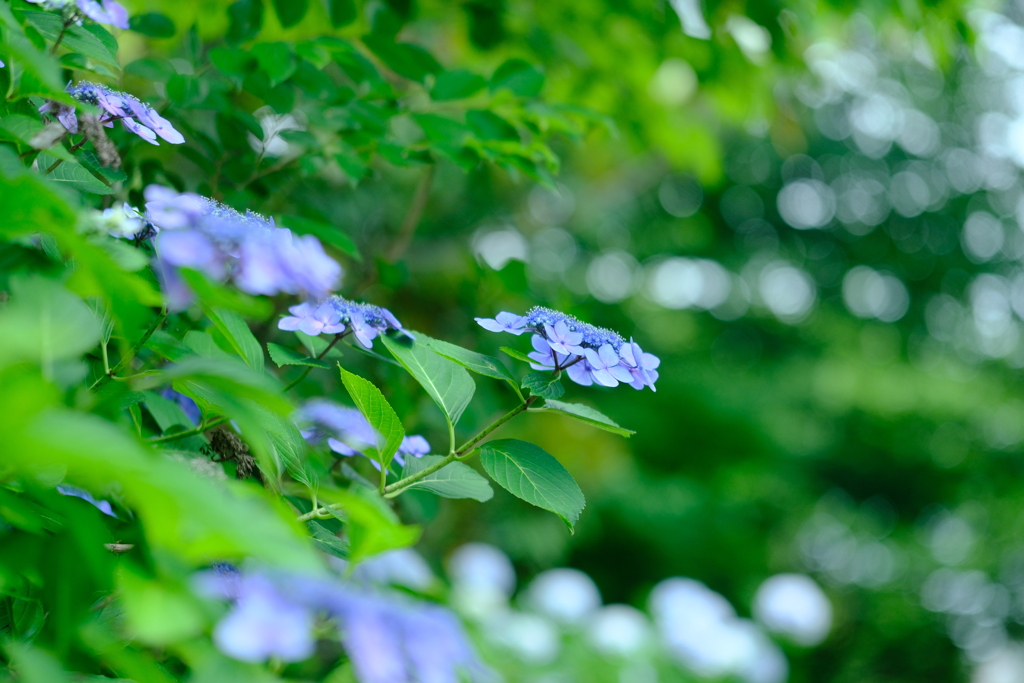 紫陽花