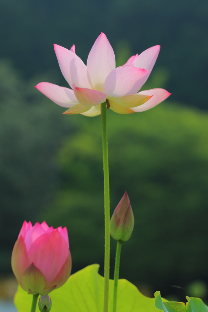 神々しい