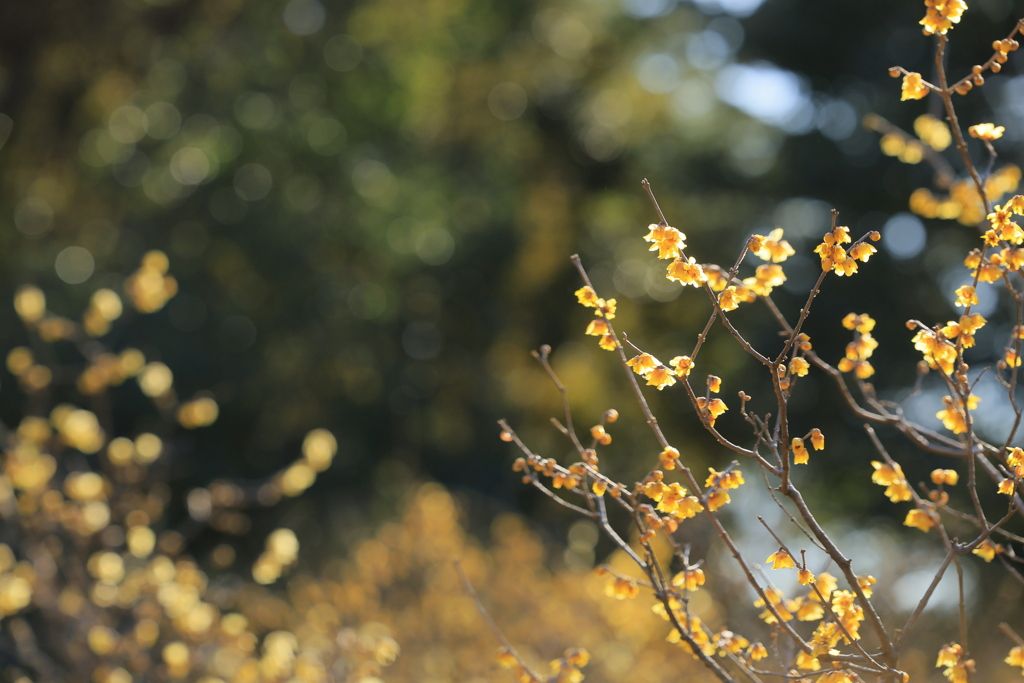 ロウバイの園Ⅱ