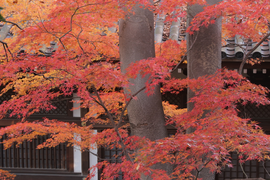 甍と紅葉