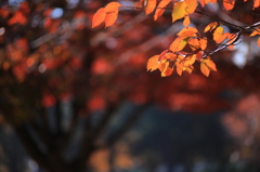 公園秋景色