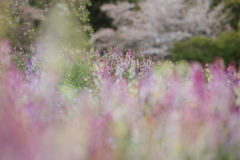春の花園