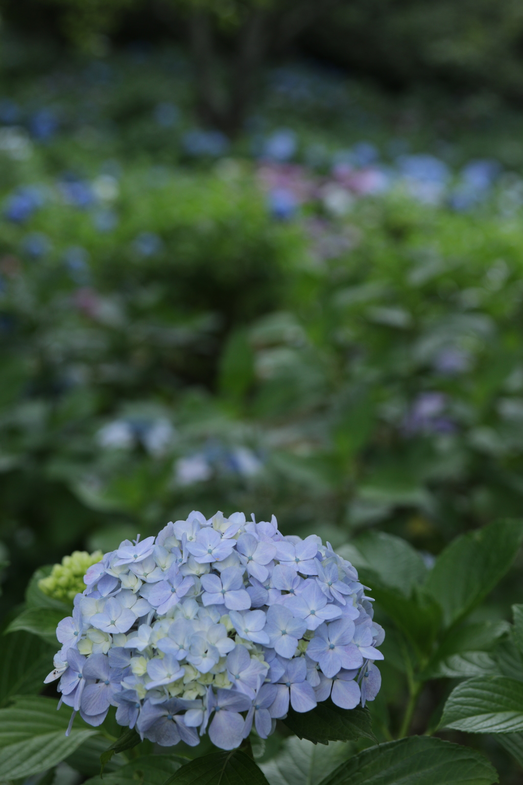 紫陽花の園