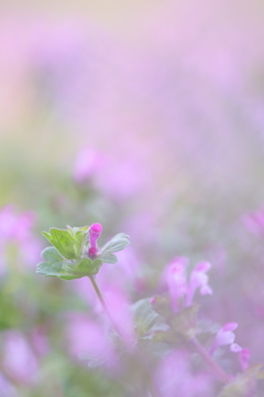 花海