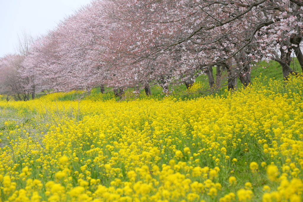 サクラ　菜の花　のコラボ