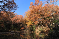 菩提樹池（ボダイギイケ）