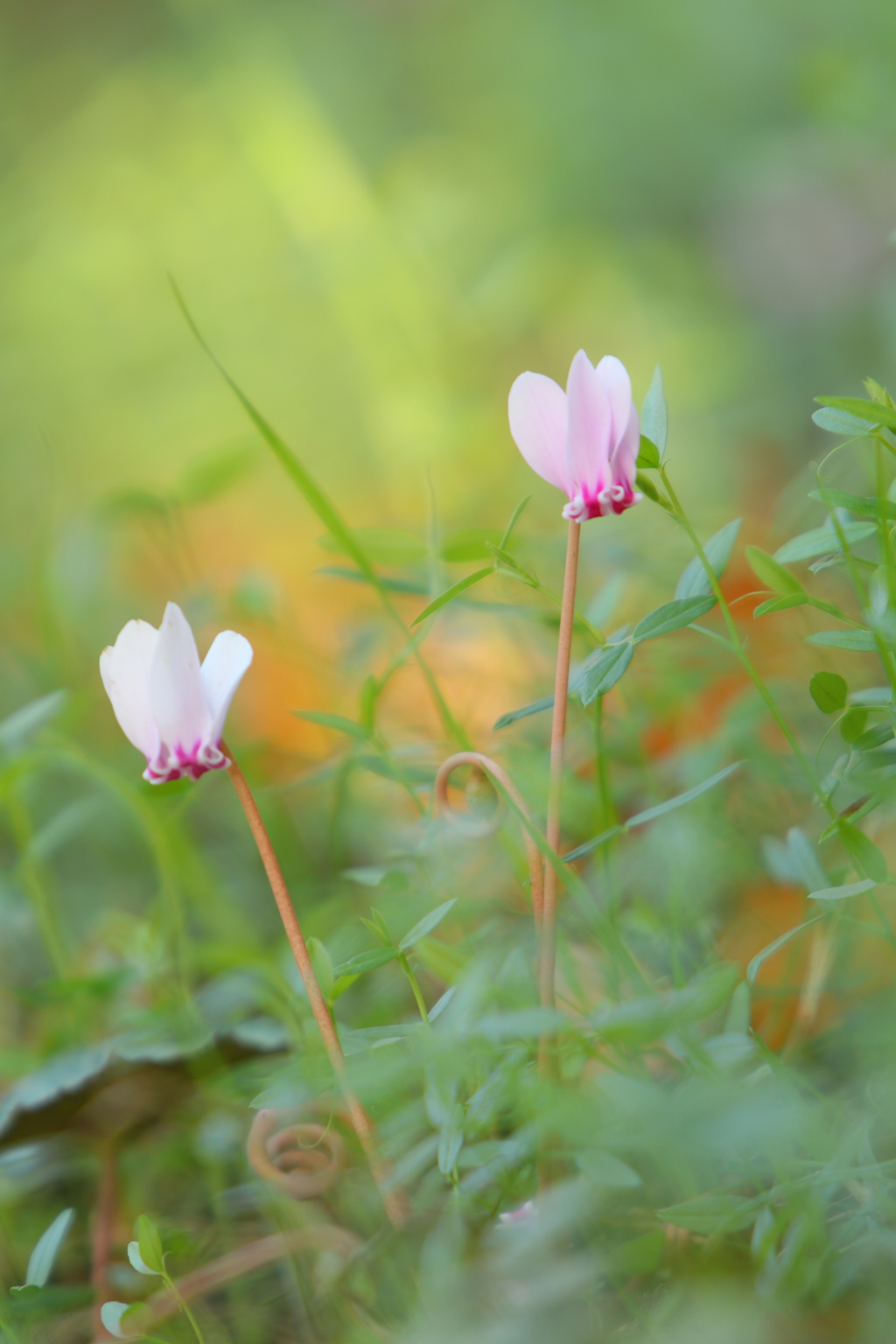 原種シクラメン