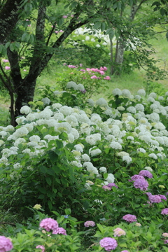 紫陽花の園Ⅱ