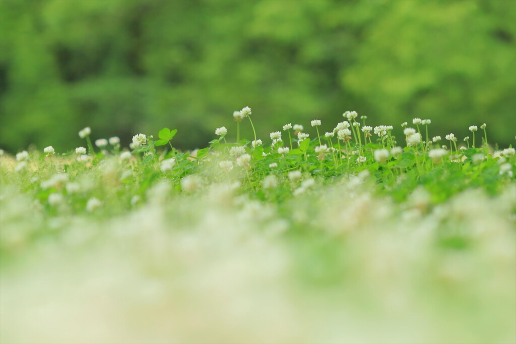 地表の花園Ⅱ