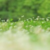 地表の花園Ⅱ