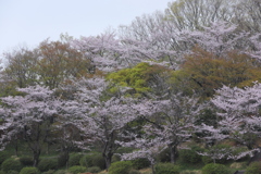 里山の春