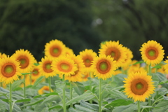 「夏！」