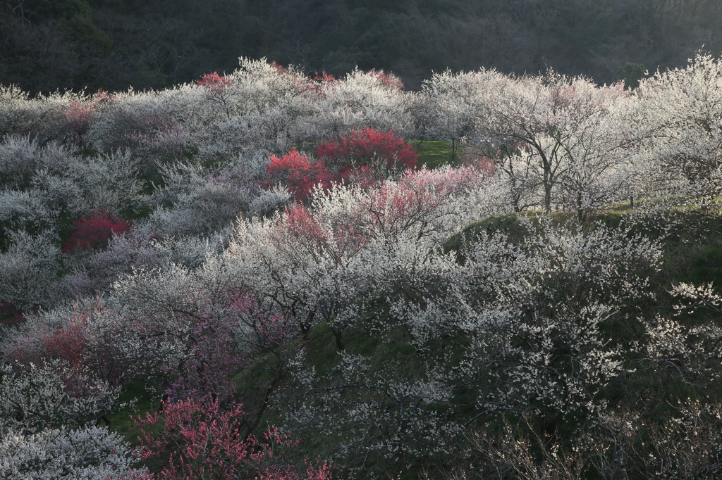 絶景かな・観梅