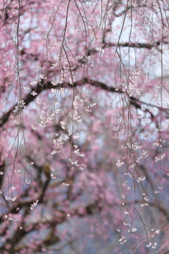 桜簾