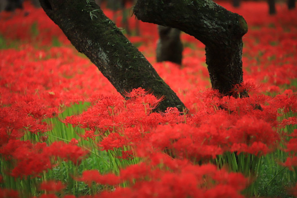 曼殊沙華Ⅱ