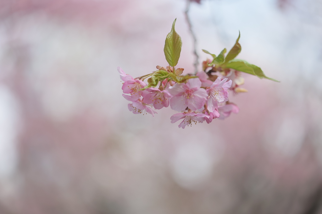 彌生の花