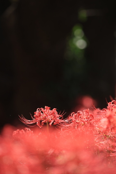 彼岸花