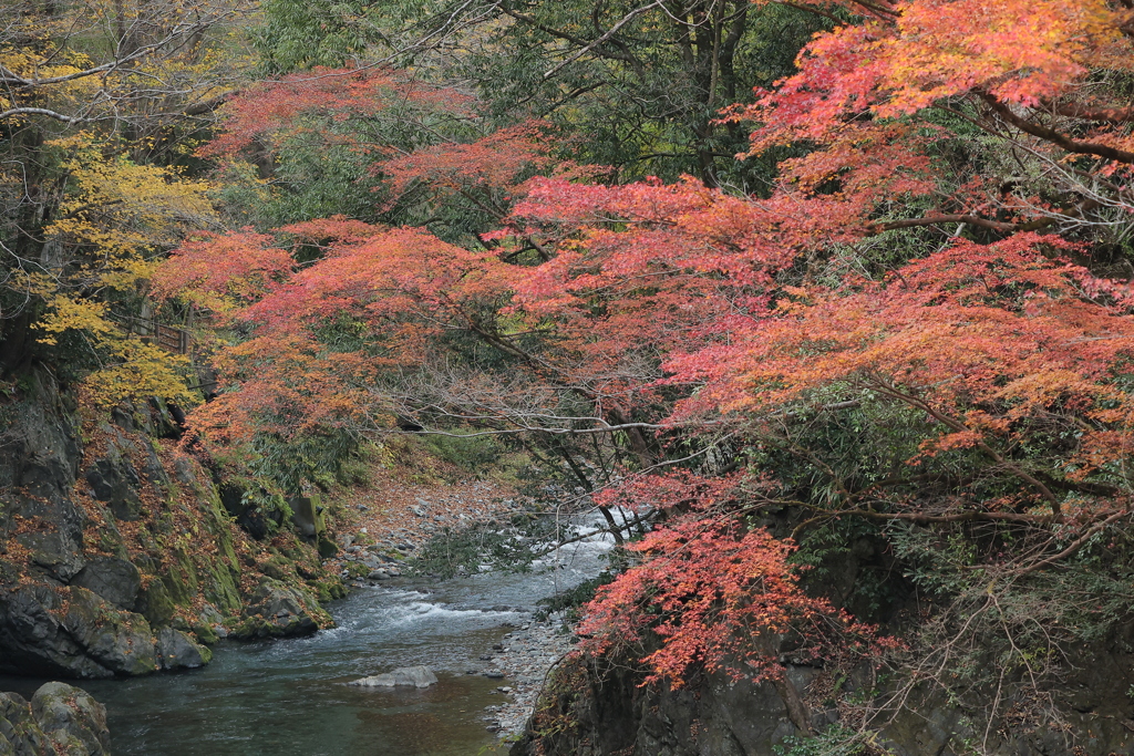 渓谷の錦秋Ⅳ