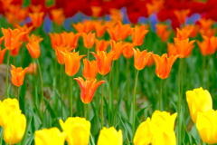 花園