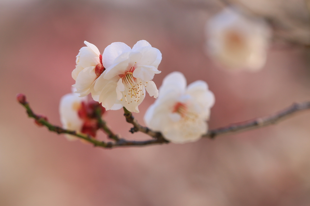 春告げ花