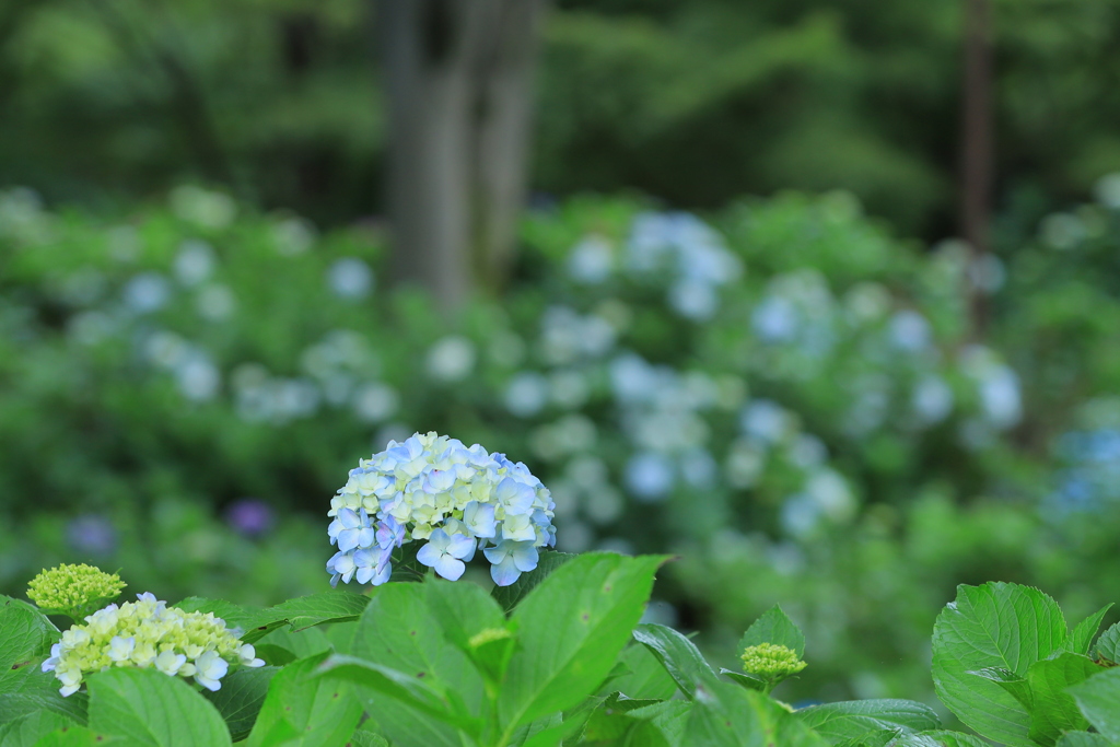 紫陽花の園（ｆ４．０）