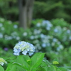 紫陽花の園（ｆ４．０）