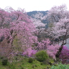春爛満
