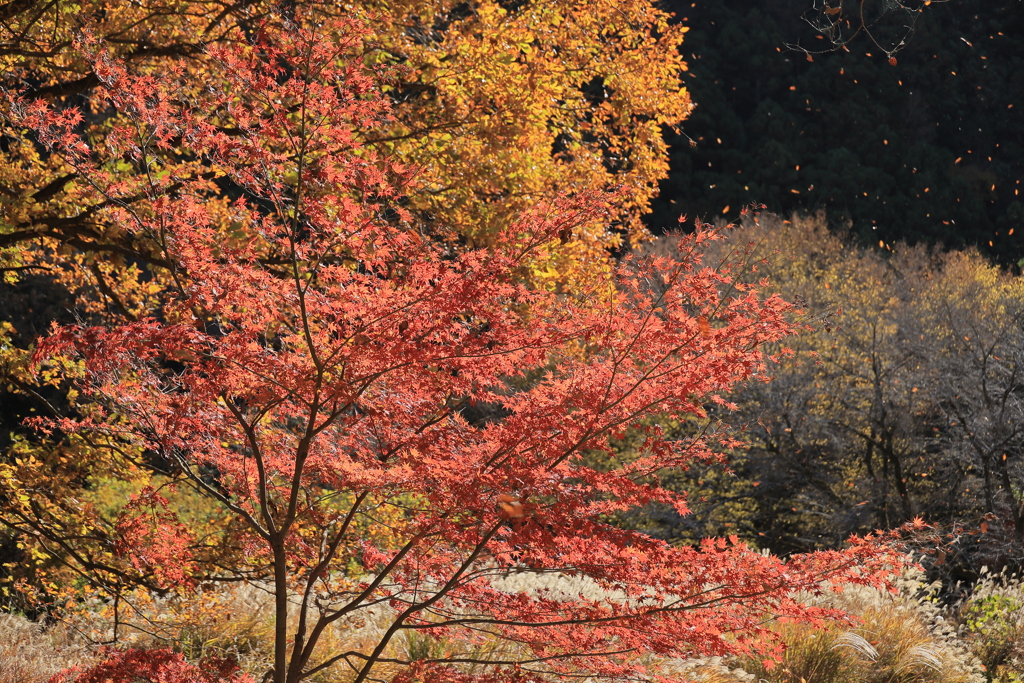 紅葉吹雪