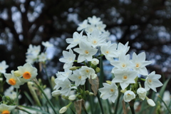 花を持たす（奥ゆかしさ）