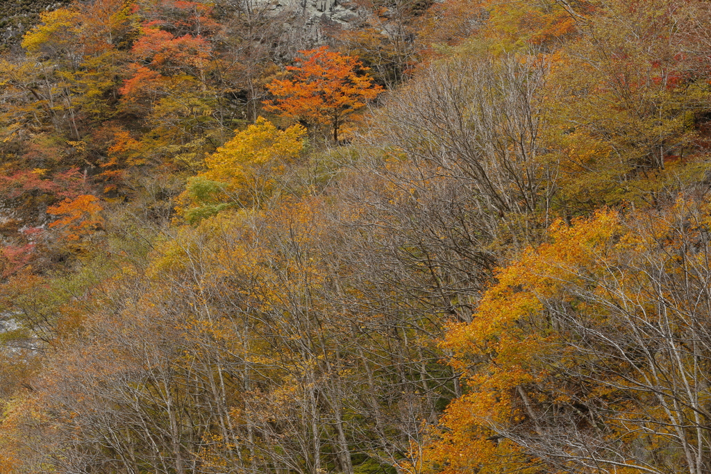 中津峡秋景色