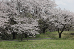 寂し気花見