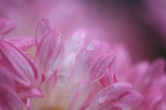 菊