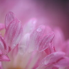 菊