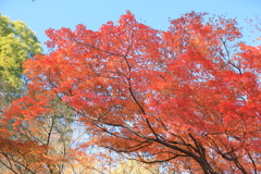 六義園秋景色