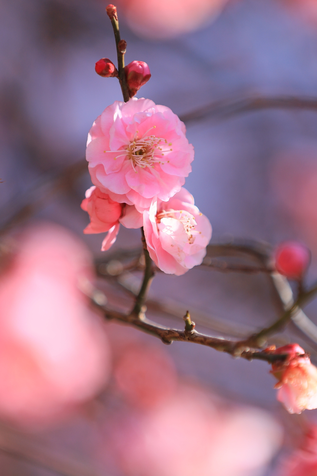 春の兆し