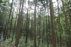 ヒノキ樹林