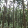ヒノキ樹林